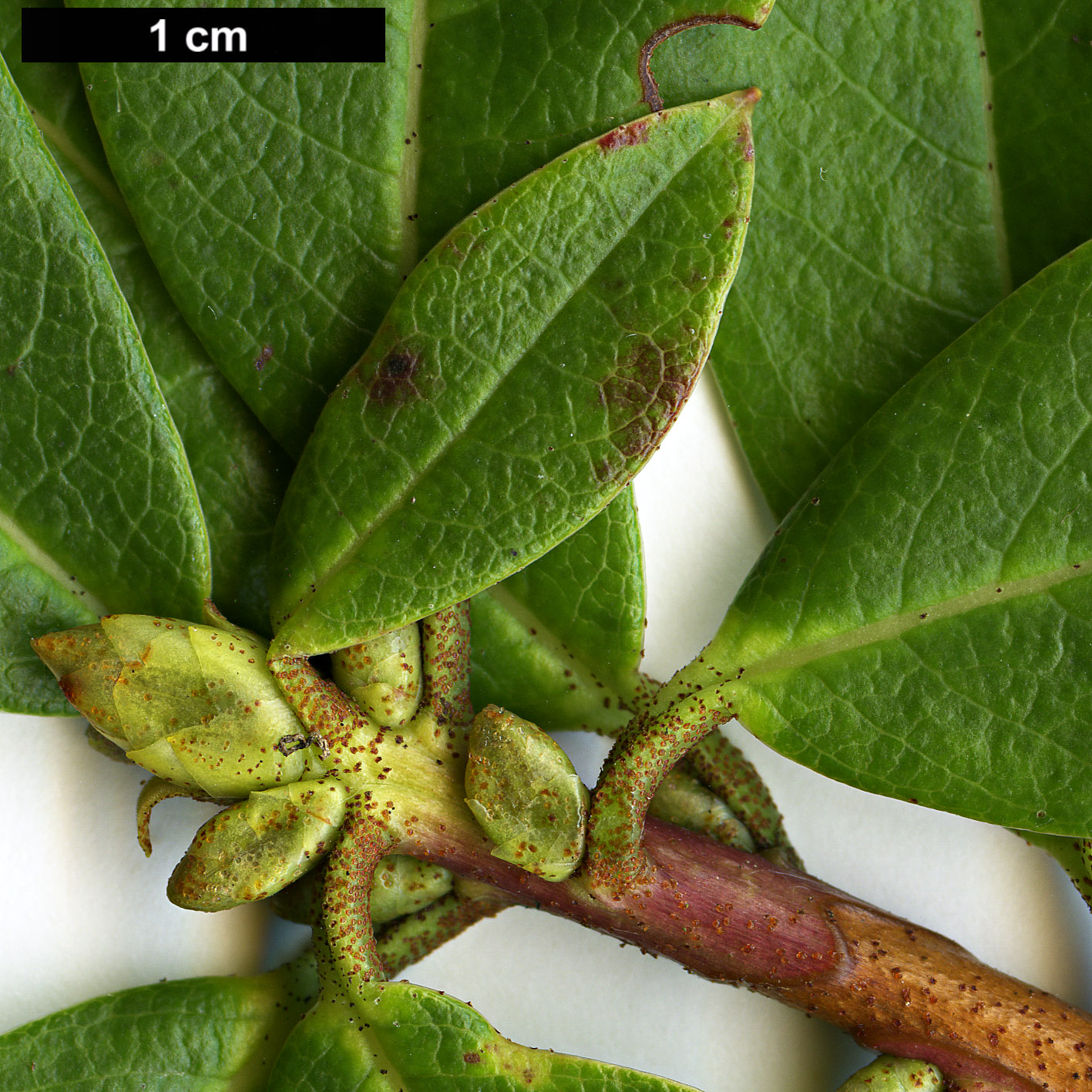 High resolution image: Family: Ericaceae - Genus: Rhododendron - Taxon: species (Monantha)